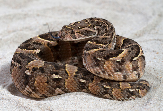 Puffotter (Bitis arietans)