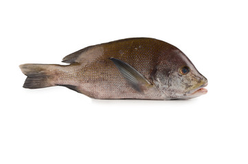 Curvilla-fish isolated on white background