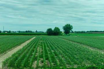Italy,La Spezia to Kasltelruth train, a large green field with trees in the background