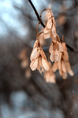 Fraxinus Ash