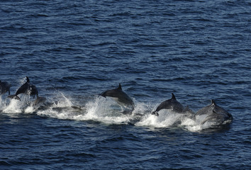Fototapeta premium dolphin in the water