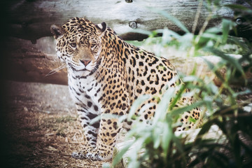 Jaguar