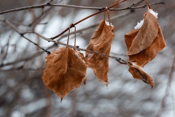 autumn leaves on the background of wood and snow