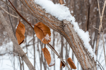 autumn leaves on the background of wood and snow