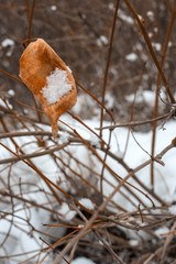 autumn leaves on the background of wood and snow