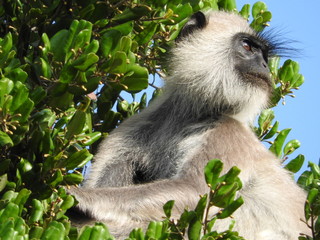 White monkey in the natural habitat of green tree, Sri Lanka island Park.