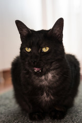 Cat with mouth opened