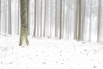 foggy winter forest