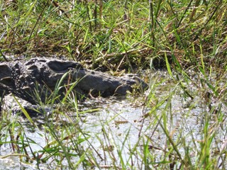 Alligator in the Yala national Park on the island of Sri Lanka