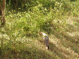 Mongoose, on the island of Sri Lanka. Close-up portrait of a mongoose.
