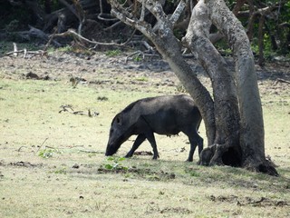 Wild boar walking in the forest in the misty morning. Wildlife in its natural habitat