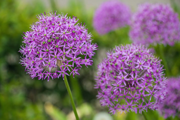 Fototapeta premium Wild violet onion flowers (genus Allium) and green grass
