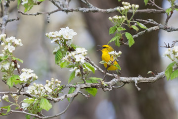 Singing Blue-Winged Warbler