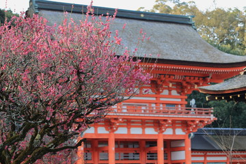 京都、下鴨神社の楼門と光琳の梅