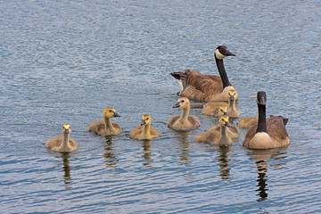 Floating Family of Canada Geese