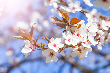 White red flowers of Prunus cerasifera. Blossoming branch with with flowers of cherry plum. Blooming tree.