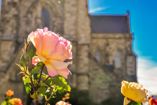Flor frente a la Catedral de Bariloche