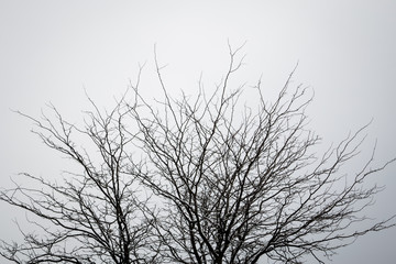Tree without leaves against a clean sky