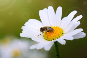 White big daisy flowers amd bee isolated. Flowers background.