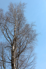 Barren trees on a sunny day in the park