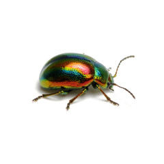 Green beetle isolated on white