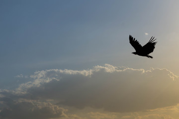 bird