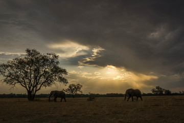Safari