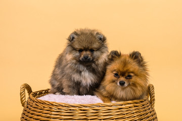 Two small Pomeranian puppies sitting in a basket with a beige background