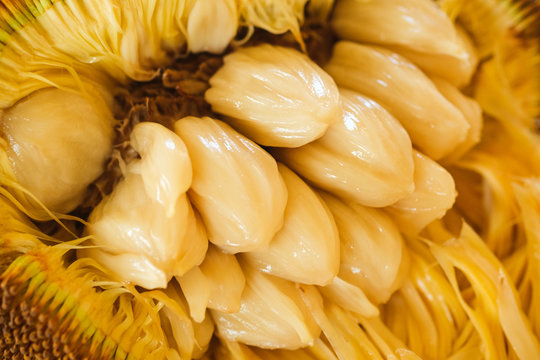 Artocarpus Odoratissimus, Terap or Tarap in local Malay language. Also called Marang in the Philippines; shot on isolated yellow background.