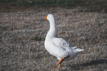 goose