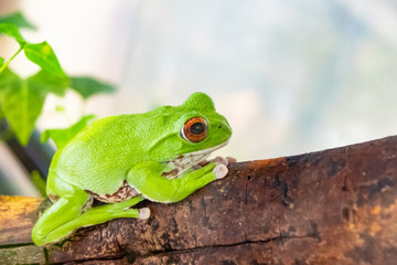 モリアオガエル　'Moriaogaeru' (scientific name; Rhacophorus arboreus) Japanese endemic frog. 
