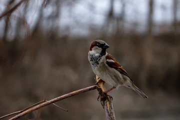 Bird