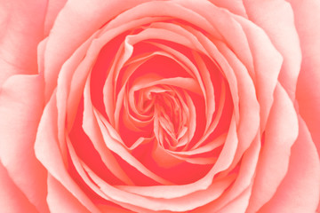 Fototapeta na wymiar Trend photography of the actual colors for this season - living coral.Rose close-up