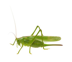 Green locust isolated on white