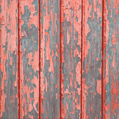 Trend   of the  colors for this season - living coral.Texture of vintage turquoise painted wooden background with layers of paint