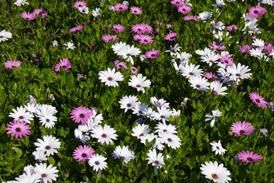 Pink and white African Daisy