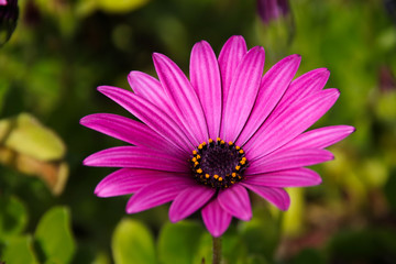 Pink African Daisy 