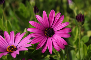 Obraz premium Pink African Daisy 