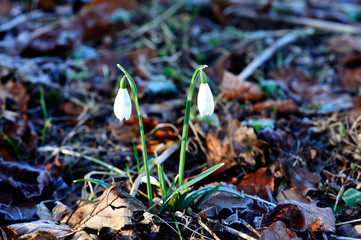 Two snowdrops