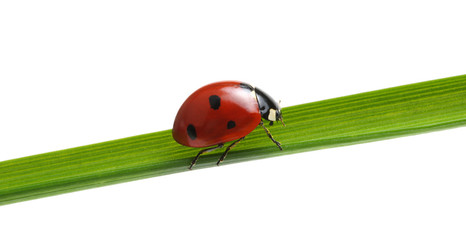 Ladybug on grass