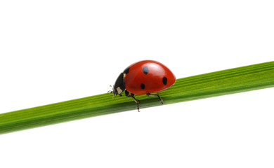 Ladybug on grass