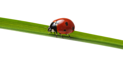 Ladybug on grass