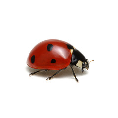 Ladybug isolated on white