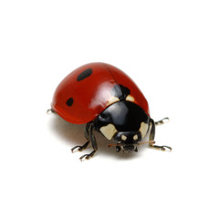 Ladybug isolated on white