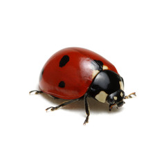 Ladybug isolated on white