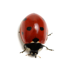 Ladybug isolated on white