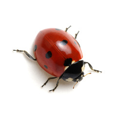Ladybug isolated on white