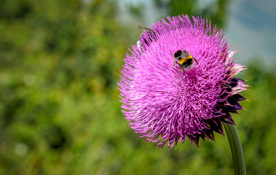 ABeja en flor