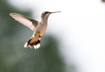 Close up of Hummingbird Flying