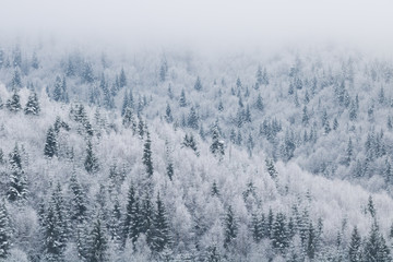 Fototapeta na wymiar Panoramic winter mountain snow tree